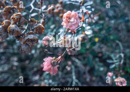 Cool toned small pink roses and rose buds blooming on thorn branch. Dried brown roses in the blurry background. Romantic, soft and tender concept. Stock Photo