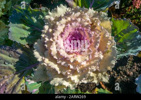 White decorative kale flower with saturated pink core and veiny dark green leaves blooming in spring. Water droplets on the spread over the plant in m