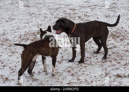 Cute italian mastiff puppy and amstaff puppy are playing in the winter park. Pet animals. Purebred dog. Stock Photo