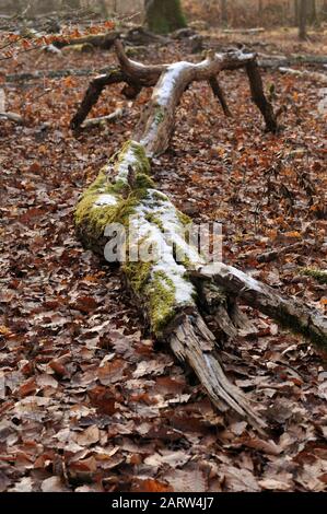 a moss covered branch lying down on ground with dry brown leaves in winter forest Stock Photo