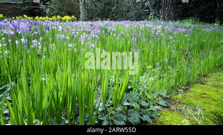 A springtime garden lawn with a field of violet crocus flowers in bloom . Stock Photo