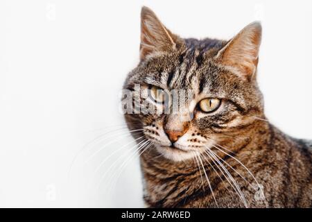 Focused look cat on white background, striped color, bright yellow eyes and long mustache Stock Photo