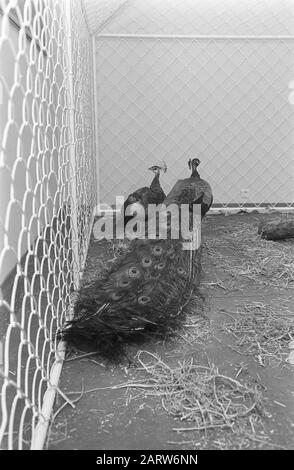 Stewardess of Air India with the peacock couple, which Prince Willem Alexander will be offered by Air India peacocks Date: April 2, 1969 Keywords: Peacock, Deals Personal Name: Air India, Willem-Alexander, Prince of Orange Stock Photo