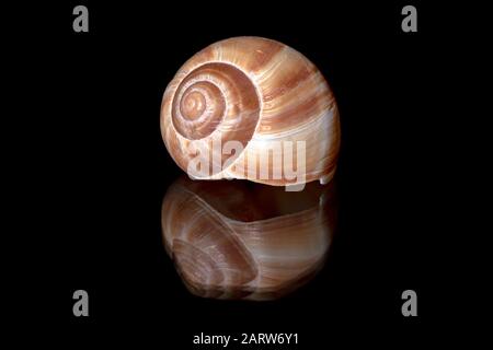 Close-up of decorative Snail Shell spiral with reflection against black background - Brevard, North Carolina Stock Photo