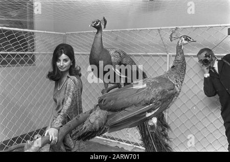 Stewardess of Air India with the peacock couple, which Prince Willem Alexander will be offered by Air India peacocks Date: April 2, 1969 Keywords: Peacock, offers, flight attendants Personal name : Air India, Willem-Alexander, Prince of Orange Stock Photo