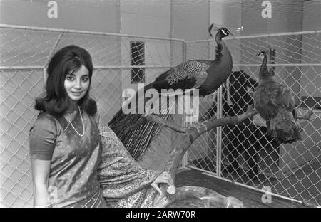 Stewardess of Air India with the peacock couple, which Prince Willem Alexander will be offered by Air India peacocks Date: April 2, 1969 Keywords: Peacock, offers, flight attendants Personal name : Air India, Willem-Alexander, Prince of Orange Stock Photo