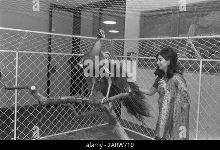 Stewardess of Air India with the peacock couple, which Prince Willem Alexander will be offered by Air India peacocks Date: April 2, 1969 Keywords: Peacock, offers, flight attendants Personal name : Air India, Willem-Alexander, Prince of Orange Stock Photo