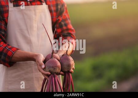 Male farmer with harvest of beetroots in field, closeup Stock Photo