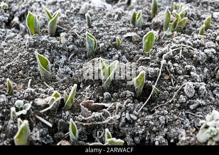 Frost on tulips tulip leaves plants shoots emerging from ground outside on  frosty cold winter January day in Gloucestershire UK   2020 KATHY DEWITT Stock Photo