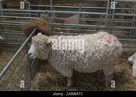 Devon and Cornwall Longwool sheep Stock Photo 32740764 Alamy