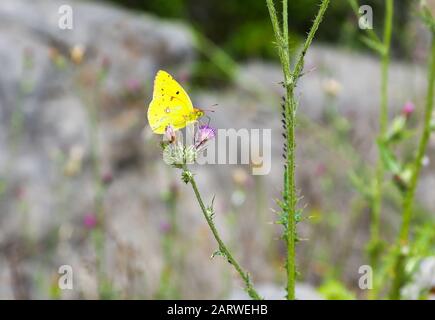 A Clouded Yellow butterfly (Colias croceus) on a flower on the island of Koločep, one of the three inhabited Elaphiti Islands, Croatia, Europe Stock Photo