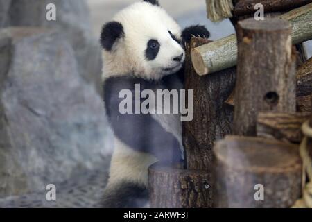 Berlin, Germany. 29th Jan, 2020. Berlin: The photo shows the panda twins behind a glass pane on their first outing in the outdoor area in the panda garden in the zoological garden in Berlin. (Photo by Simone Kuhlmey/Pacific Press) Credit: Pacific Press Agency/Alamy Live News Stock Photo