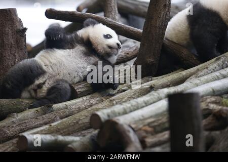 Berlin, Germany. 29th Jan, 2020. Berlin: The photo shows the panda twins behind a glass pane on their first outing in the outdoor area in the panda garden in the zoological garden in Berlin. (Photo by Simone Kuhlmey/Pacific Press) Credit: Pacific Press Agency/Alamy Live News Stock Photo