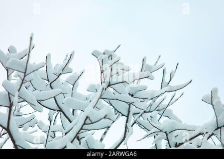A close up and low angle view of heavy fallen snow lying on tree branches and twigs after a winter snowstorm. Against a light blue sky with copy space Stock Photo
