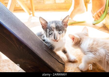 Closeup shot of two kittens playing under a table on the kitchen floor Stock Photo