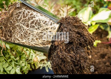 A pot-bound perennial plant with root system exposed ready to be replanted in the garden Stock Photo