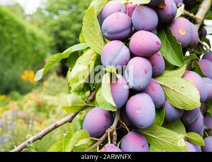 Branch of ripe Damson plums in a German garden Stock Photo