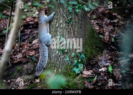 One of the healthy squirrel colony in Victoria Park in Haywards Heath town centre. Stock Photo