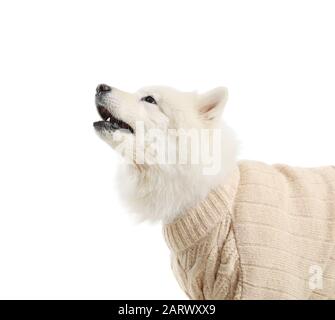 samoyed fur sweater