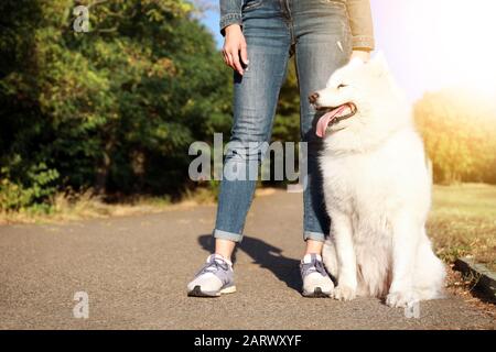 Cute Samoyed dog with owner outdoors Stock Photo