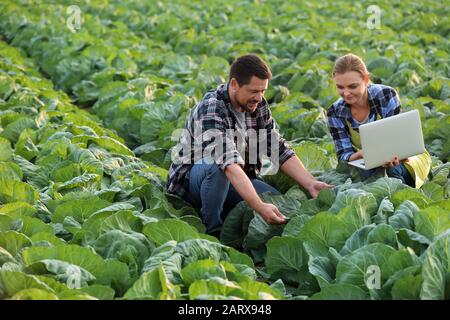 Agricultural engineers working in field Stock Photo