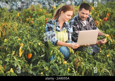 Agricultural engineers working in field Stock Photo