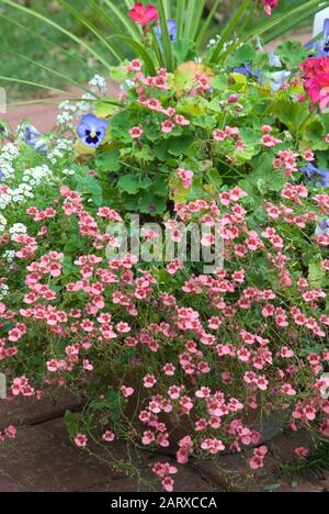 Diascia ' Ruby Fields' Stock Photo