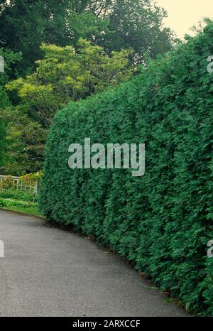 Thuja hedge, Arborvitae, privacy Stock Photo