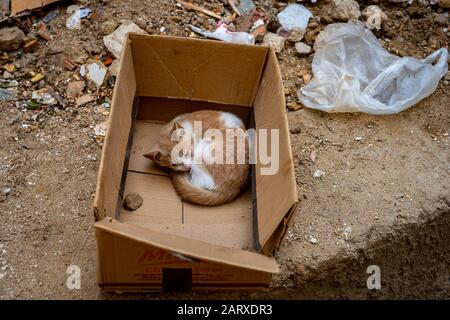 Lonely ginger cat curled up in a box Stock Photo