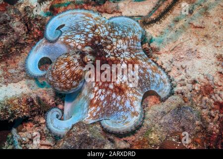 Caribbean coral reef,common octopus,Octopus vulgaris,is a mollusc belonging to the class Cephalopoda. Stock Photo