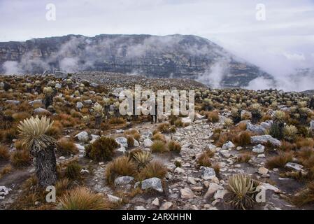 Trekking amongst frailejones on the high altitude páramo, El Cocuy National Park, Boyaca, Colombia Stock Photo