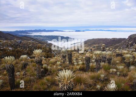 Trekking amongst frailejones on the high altitude páramo, El Cocuy National Park, Boyaca, Colombia Stock Photo