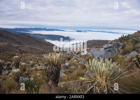 Trekking amongst frailejones on the high altitude páramo, El Cocuy National Park, Boyaca, Colombia Stock Photo