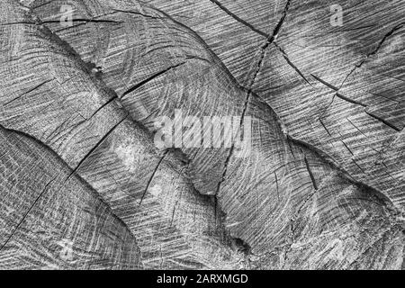 Gritty black white of splits, cracks and fissures in sawn tree cross section. Fissures, splits, and cracks appearing, timber industry. tree Stock Photo