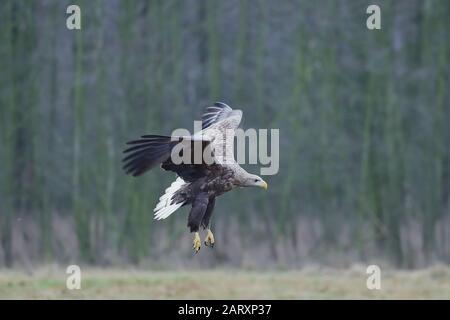 The white-tailed eagle is a very large species of sea eagle widely distributed across Eurasia. Stock Photo