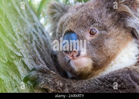 Close up of wild koala bear on green tree in South Australia. Stock Photo