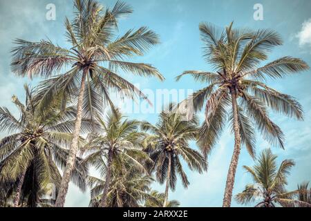 Coconut palms of a tropical beach on the blue sky background. Idyllic sunny place to relaxing among palm trees. Concept of traveling and vacation. Stock Photo
