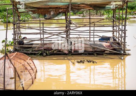 Floating pig barn in local village at Tonle Sap Lake in Puok, Siem Reap Province, Cambodia Stock Photo