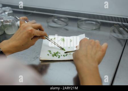 Graftage of micro plants in laboratory of biotechnology for in vitro cultivating in test tube Stock Photo