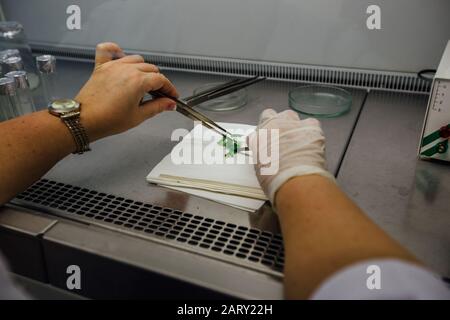 Graftage of micro plants in laboratory of biotechnology for in vitro cultivating in test tube Stock Photo