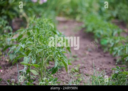 Growing tomatoes on bed in raw in field in spring. green seedling of tomatoes growing out of soil. Densely planted young tomato plants ready for plant Stock Photo