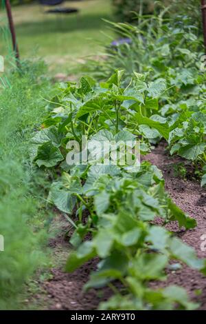 Green cucumber seedling grows from soil in garden in spring. Densely planted young cucumber plants are ready for planting and thinning. Stock Photo