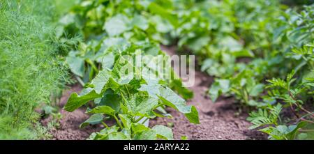 Green cucumber seedling grows from soil in garden in spring. Densely planted young cucumber plants are ready for planting and thinning. Stock Photo