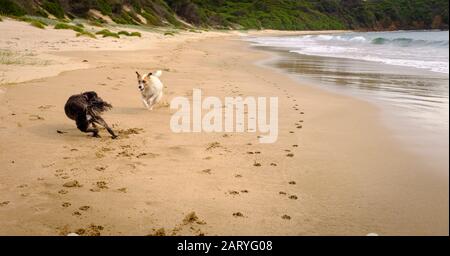 Action shot of two dogs running and playing on a dog off leash beach, exercise and socialisation is important for dogs Stock Photo