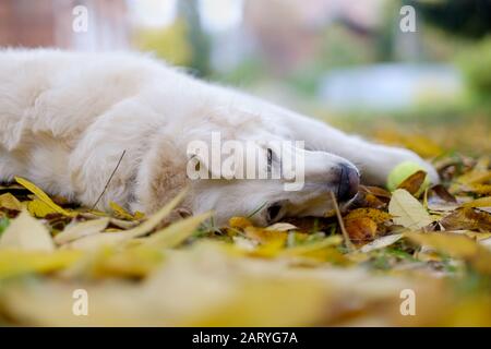Labrador dog resting in the field after playing with ball lying on yellow leaves. Stock Photo