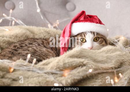 Cute funny cat in Santa hat at home Stock Photo
