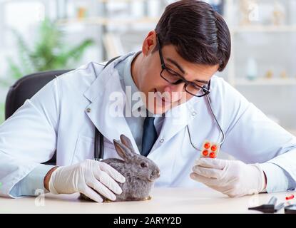 The scientist doing testing on animals rabbit Stock Photo