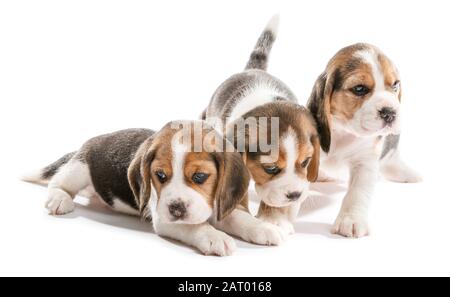 Cute beagle puppies on white background Stock Photo - Alamy