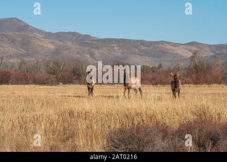 Elk in field by mountains Stock Photo