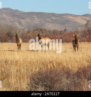 Elk in field by mountains Stock Photo